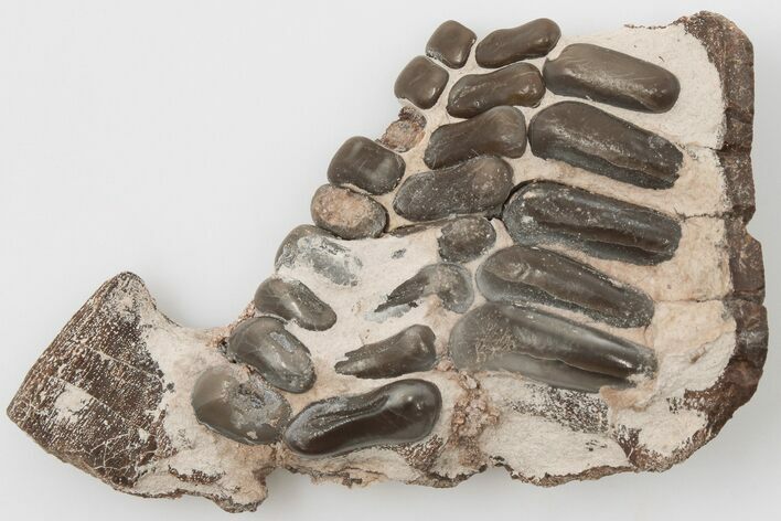 Fossil Pycnodont (Anomoeodus) Crushing Mouth Plate - Morocco #196695